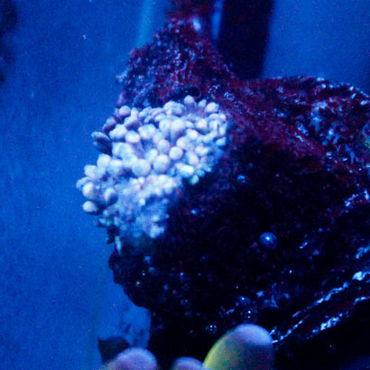 JC Blue Bubbles Goni