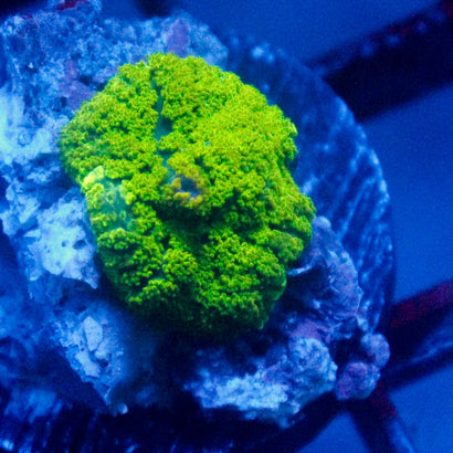 JC Neon Green Rhodactis