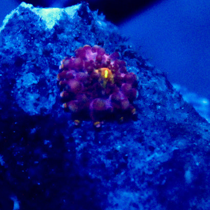 JC Purple Death Yuma