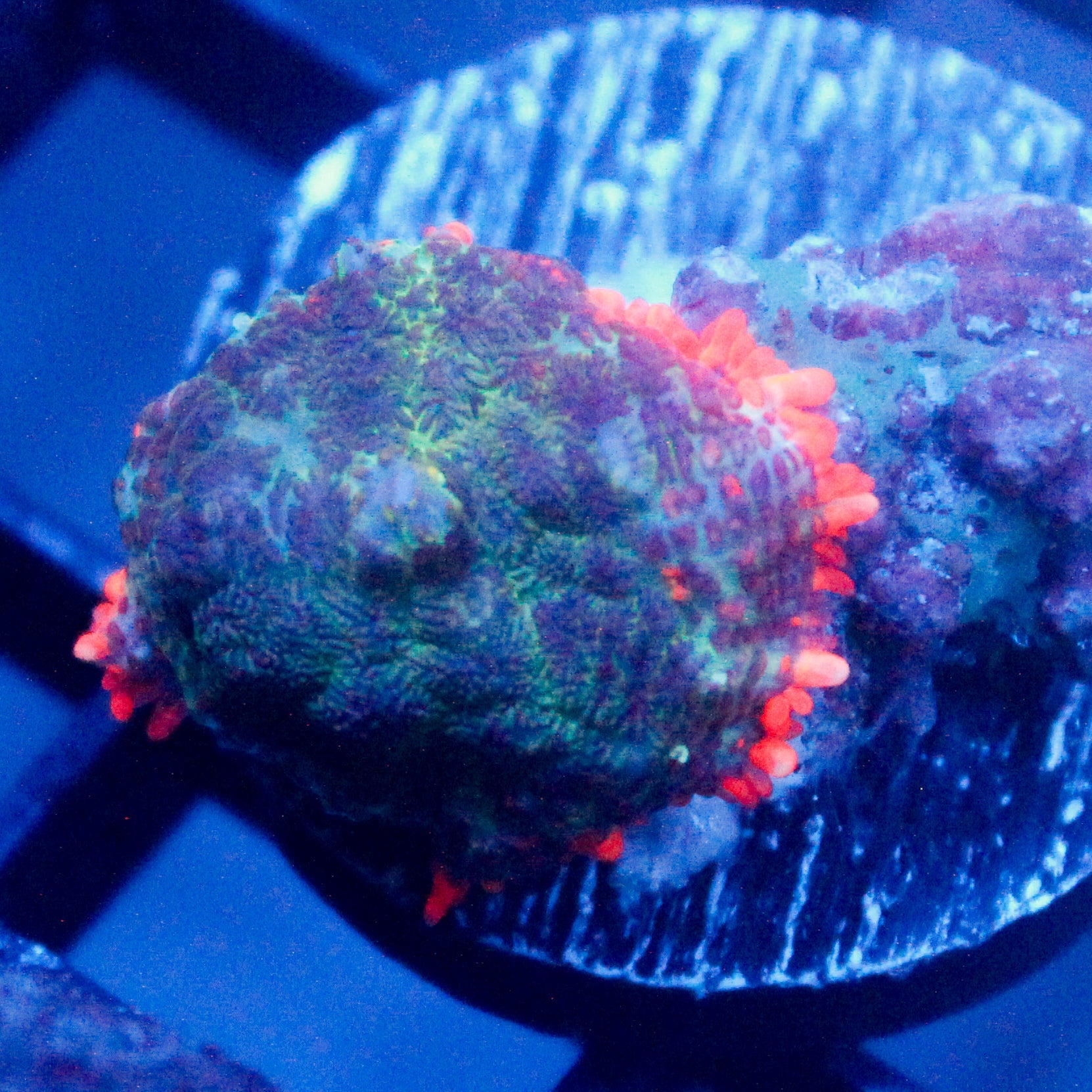 JC Toxic Blood Mushroom