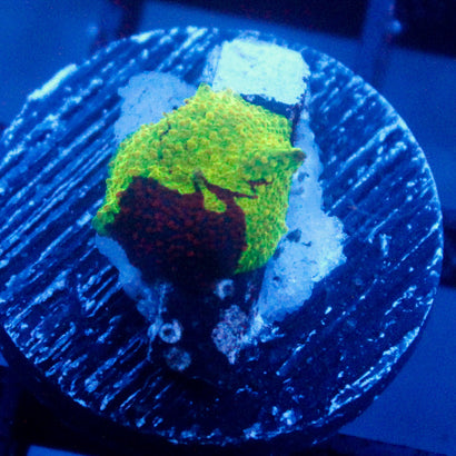 JC Ultra Eclectus Mushroom