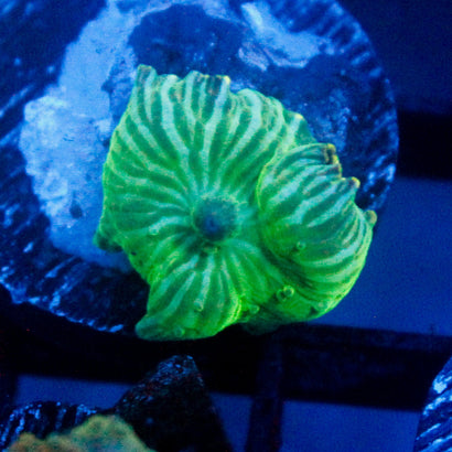 JC Watermelon Rind Mushroom