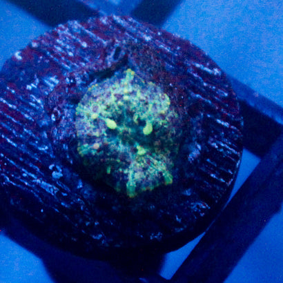 JC Baby Neptune Bounce Mushroom