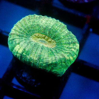 JC Neon Green Favia