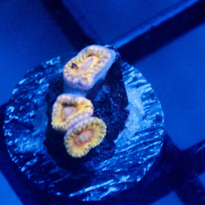 JC Rando Zoanthids