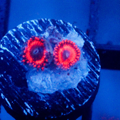 JC Typhloshion Zoanthid