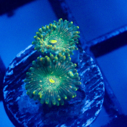 JC Leprechaun Burps Zoanthid