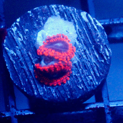 JC Typhloshion Zoanthid