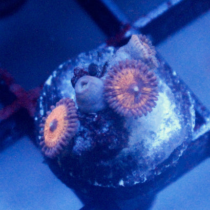 JC Amber Days Zoanthid