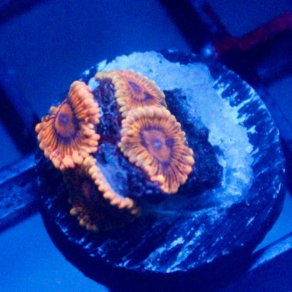 JC Stratocaster Zoanthid