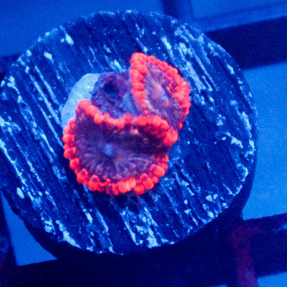 JC Ultra Typhloshion Zoanthid