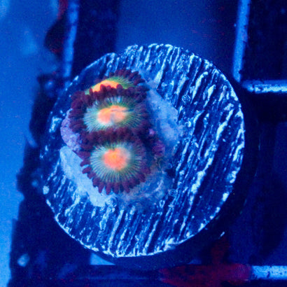 JC Blue Alien Blood Zoanthid