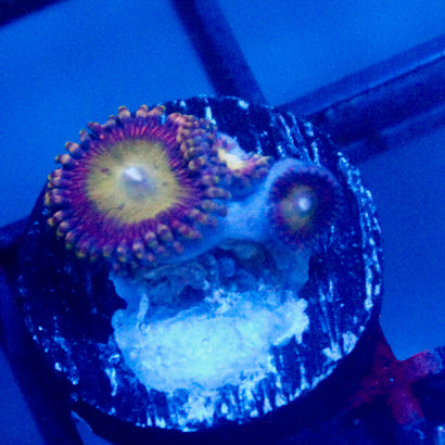JC Hypnotoad Zoanthid