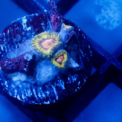 JC Rando Zoanthids