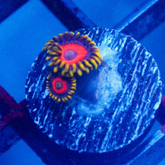shopify auction