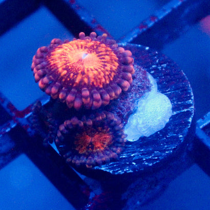 JC Speckled Kraze Zoanthid