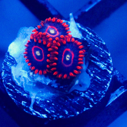 JC Red Hornet Zoanthid