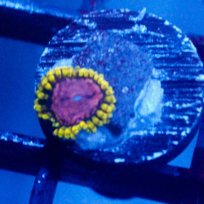 JC Purple Monster Zoanthid