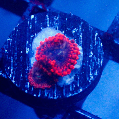 JC Ultra Typhloshion Zoanthid