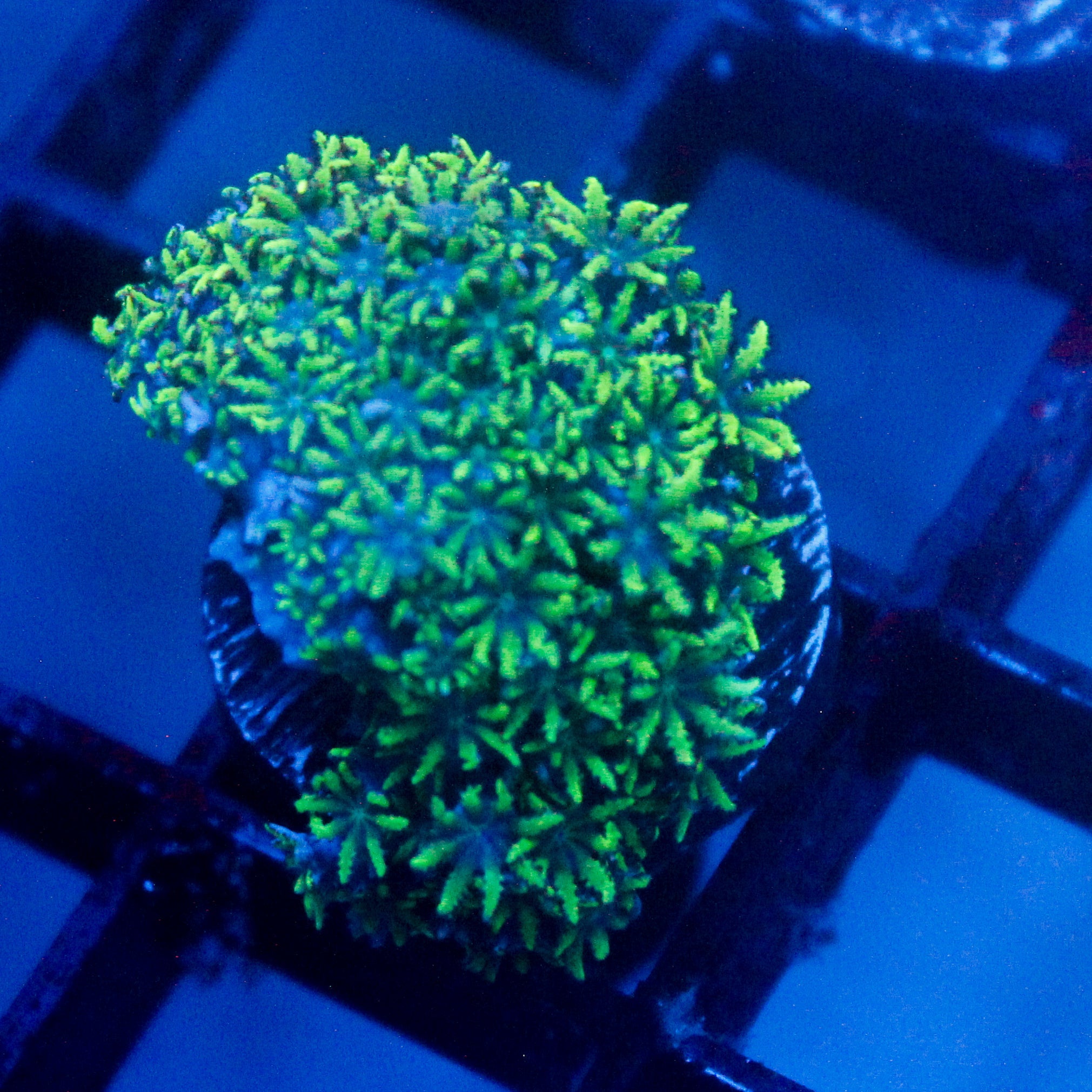 JC Sympodium
