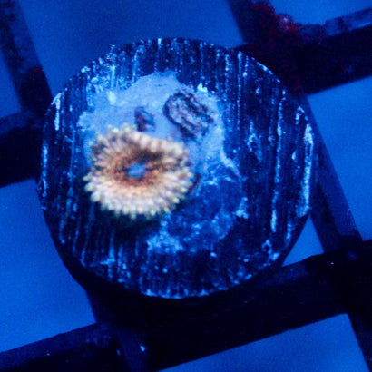 JC Pichu Zoanthid