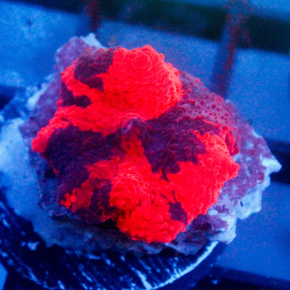 JC Ultra Deadpool Mushroom