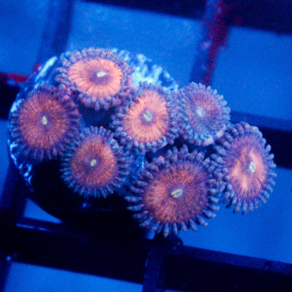 JC Amber Bliss Zoanthid Cluster