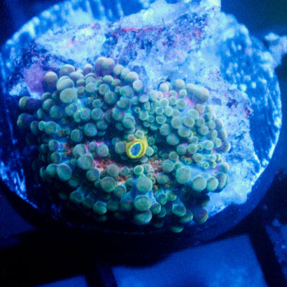 JC Green Monster Yuma