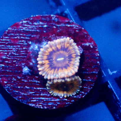 Blue Seam Zoanthid