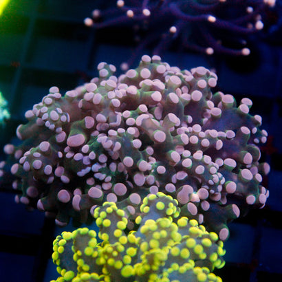 JC Pink Tip Octo