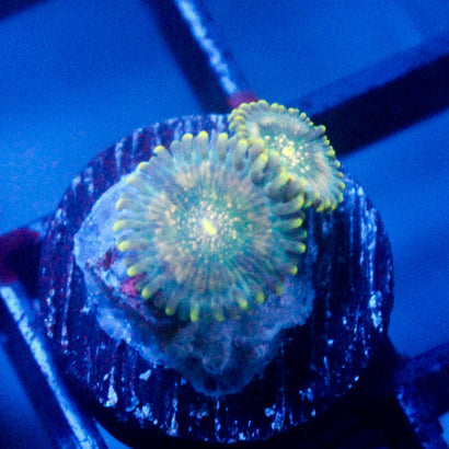 Utter Blue Razz Zoanthid