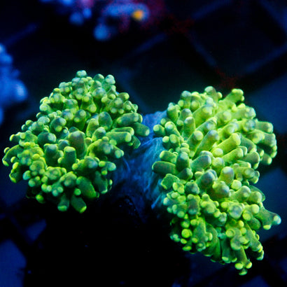 JC Green Goblin Octo 2 Heads