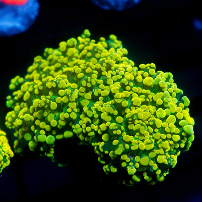 JC Bright Green Octo