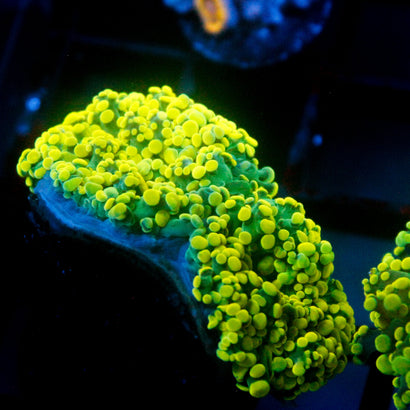 JC Alien Green Octo 2 Heads