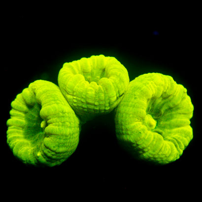 JC Trumpet Coral