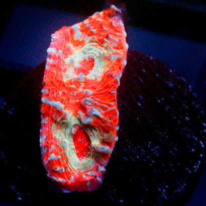 JC Cheetos Finger Chalice