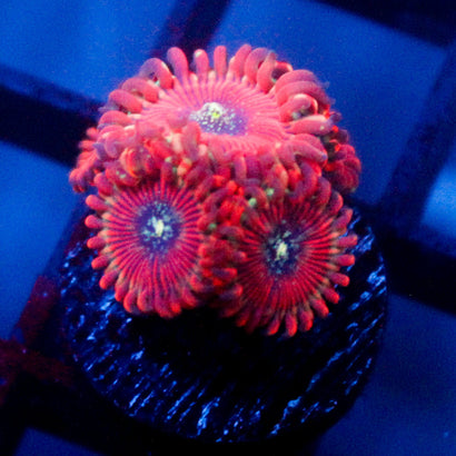 Magician's Zoanthid