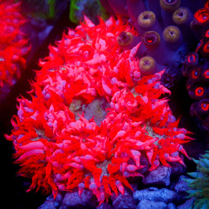 JC Ultra Rock Flower Anemone