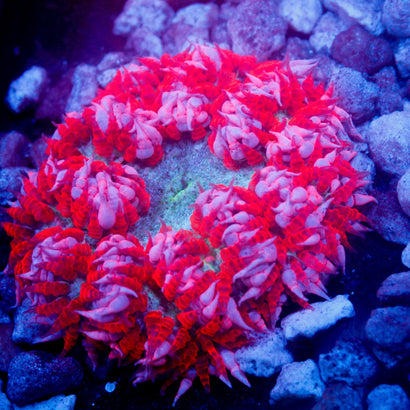 JC Ultra Rock Flower Anemone