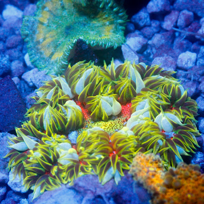 JC Ultra Rock Flower Anemone