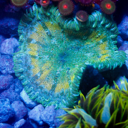 JC Ultra Rock Flower Anemone