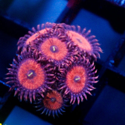 Amber Bliss Zoanthid