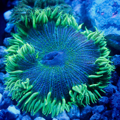 JC Ultra Rock Flower Anemone