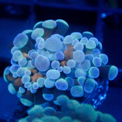 JC Bicolor Teal Hammer