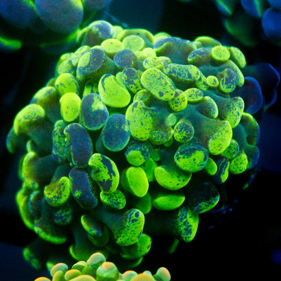 JC Ultra Splatter Hammer