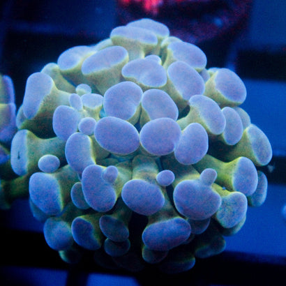 JC Ultra Hologram Hammer