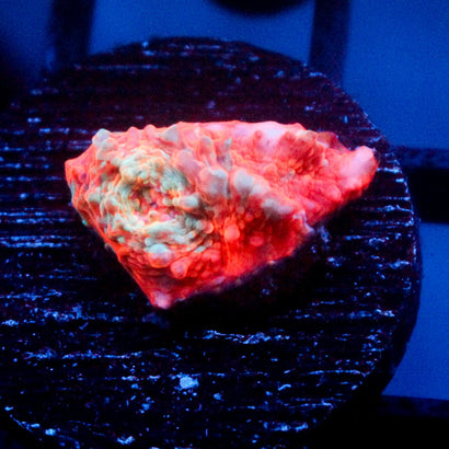 JC Citrus Dream chalice