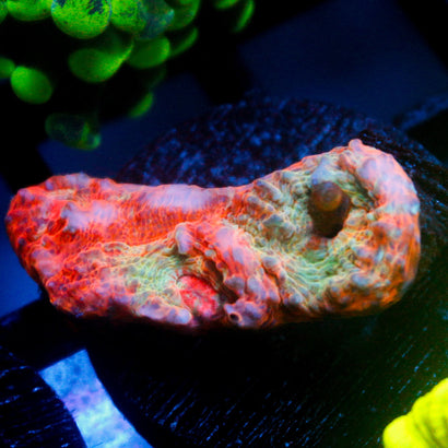 JC Unholy Trinity Chalice