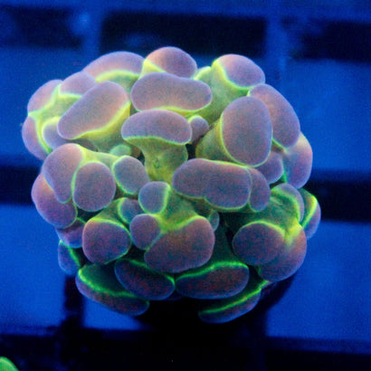 SBB Ultra Hologram Hammer