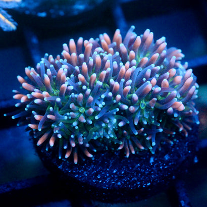 JC Sour Sucker Galaxea